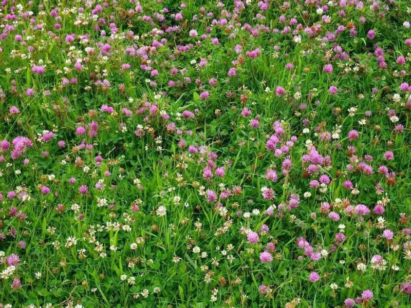 Red & White Clover Grazing No.11