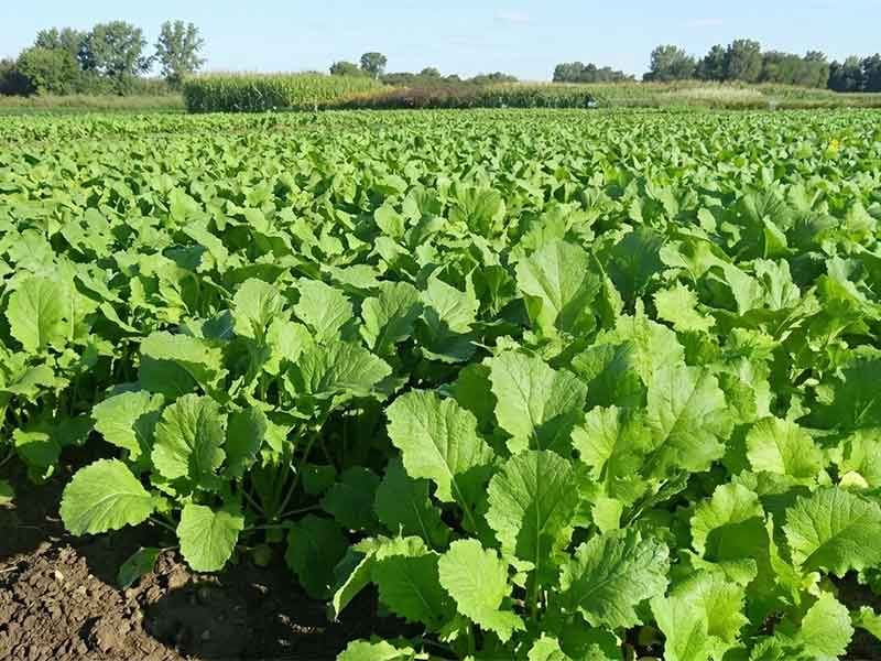 Brassicas Cover Crops