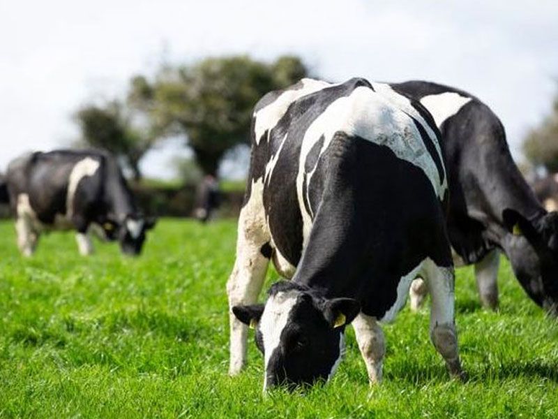 High Digestibility No. 1 Plus With Clover