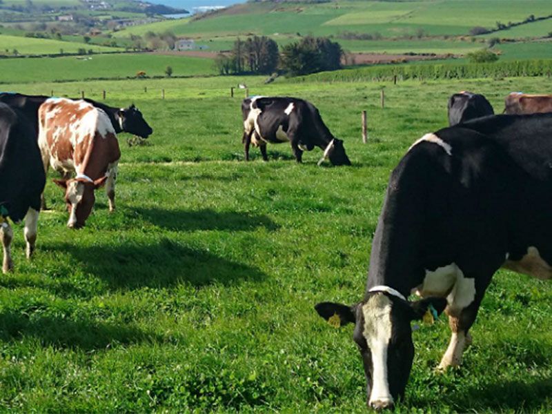 Mix 3 Tetraploid Grazing