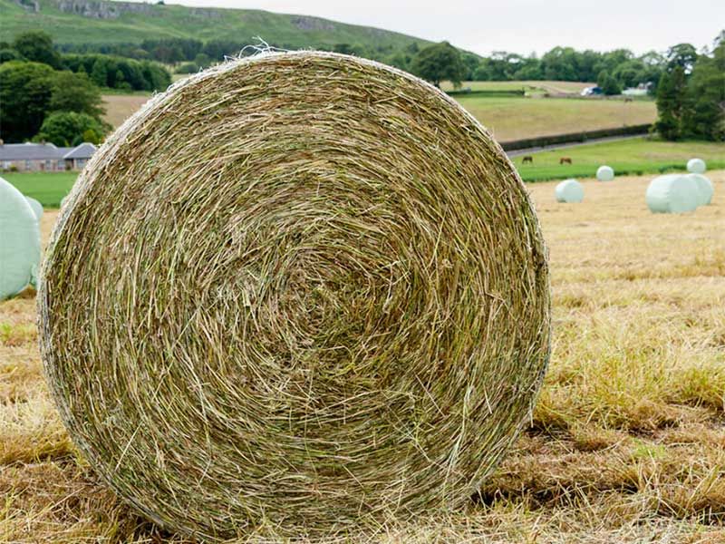 Hay and Haylage Seed