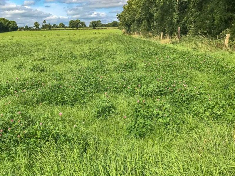 High Clover Mixture No. 5