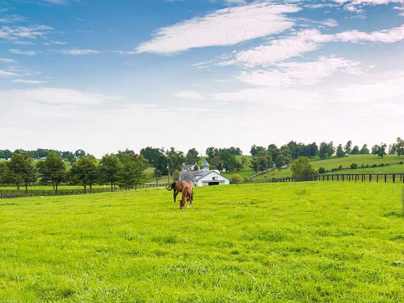 Horse Mixture No.9