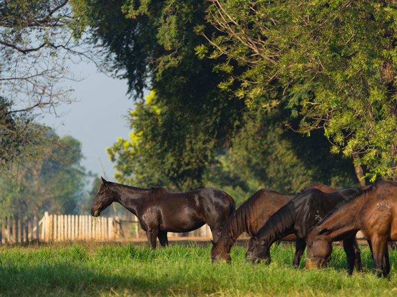 Equine Paddock – No Ryegrass