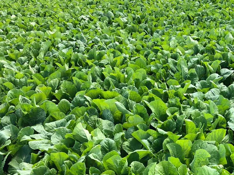 ACRES Graze