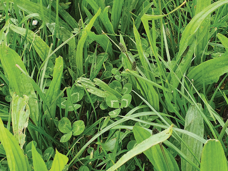 Multi Species 10 Grass Seed (Multi Species Swards)