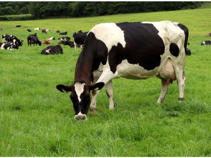 Mix 3 Tetraploid Grazing