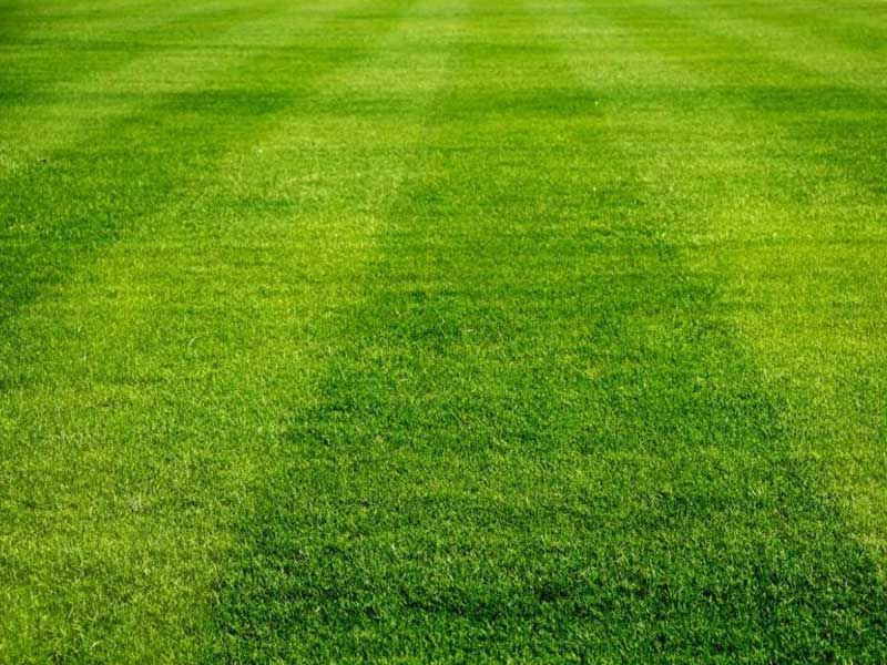 No. 2 Lawn Seed  - Top Seller