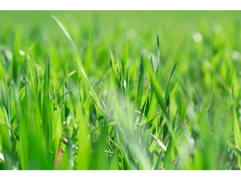 Organic Cut & Graze