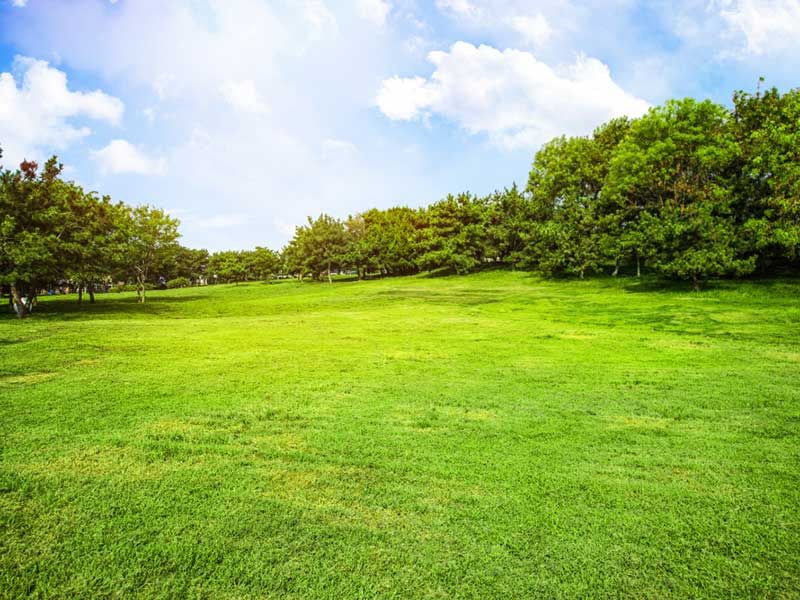 Overseeding Lawn Seed Mixture