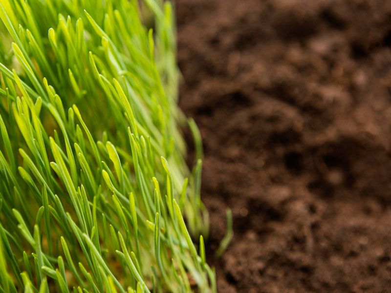 Organic Spring and Summer Special Fertiliser