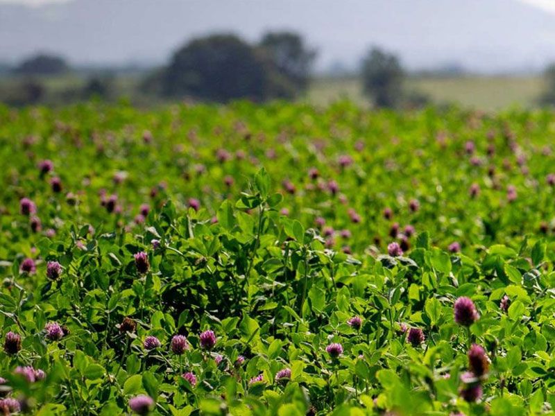 Red Clover Silage Mixture No.10