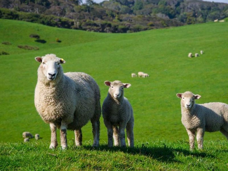 Sheep Mixture No. 6