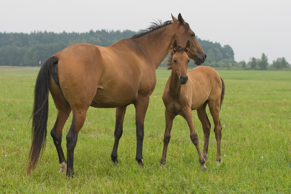 Horse Mixture Horse Mixture